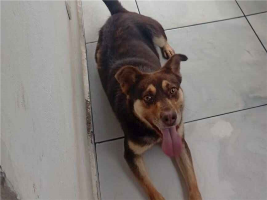 Cachorro cão para adoção Macho Médio  4 anos 