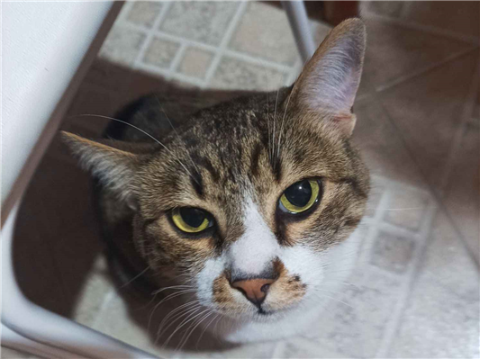 Gato para adoção Fêmea Médio 5 anos