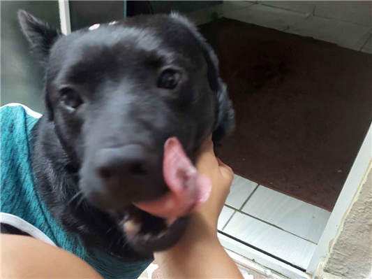 Cachorro cão para adoção Fêmea Grande 1 ano 