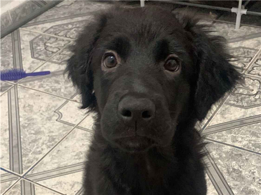 Cachorro cão para adoção Fêmea Médio  2 a 6 meses 