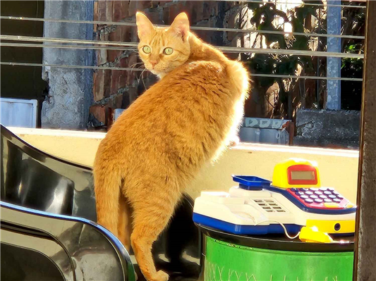 Gato para adoção Fêmea Grande 6 anos Acima