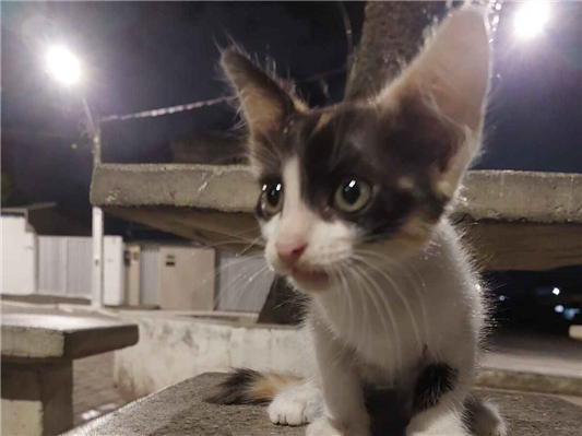 Gato para adoção Fêmea Pequeno Abaixo de 2 meses