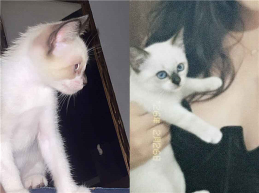 Gato para adoção Macho Pequeno 2 a 6 meses