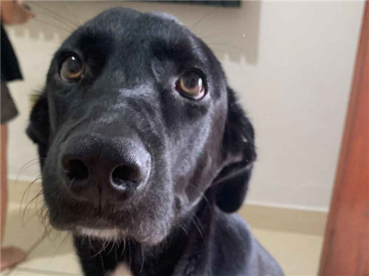 Cachorro cão para adoção Macho Grande 7 a 11 meses 