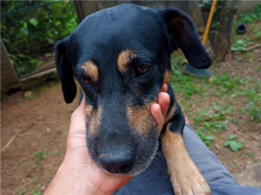 Cachorro cão para adoção Ambos Médio  4 anos 