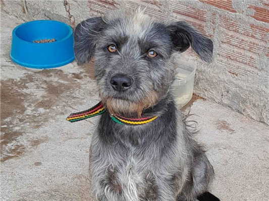 Cachorro cão para adoção Macho Médio  2 a 6 meses 