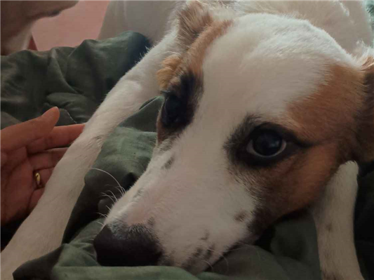 Cachorro cão para adoção Macho Médio  7 a 11 meses 