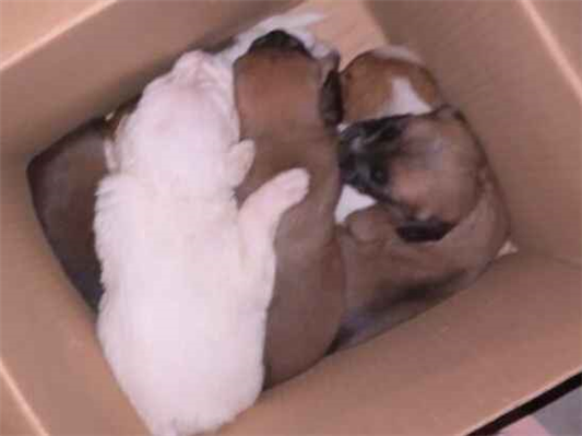 Cachorro cão para adoção Ambos Pequeno Abaixo de 2 meses 