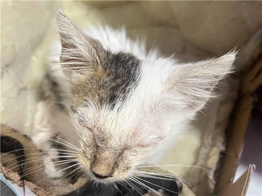 Gato para adoção Fêmea Pequeno Abaixo de 2 meses