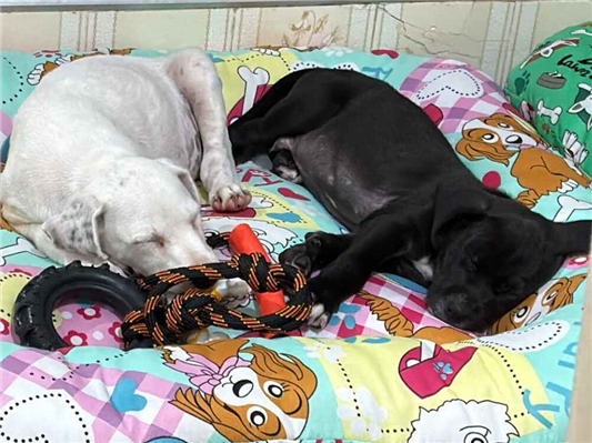 Cachorro cão para adoção Ambos Médio  2 a 6 meses 