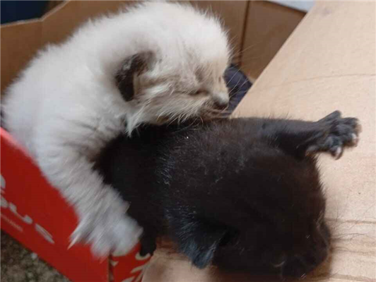 Gato para adoção Fêmea Pequeno Abaixo de 2 meses