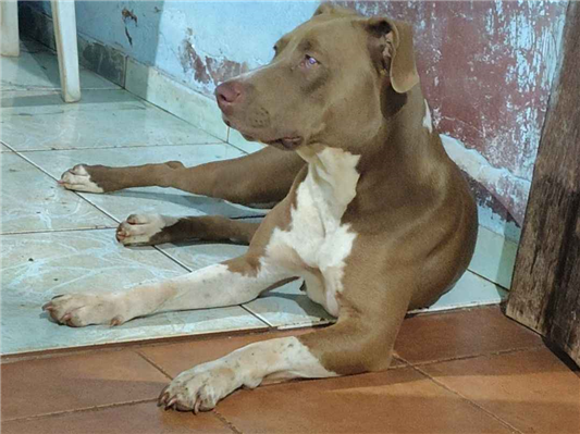 Cachorro cão para adoção Fêmea Grande 2 anos 