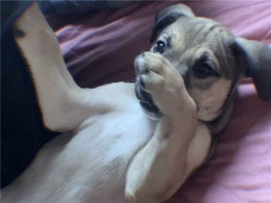 Cachorro cão para adoção Fêmea Médio  2 a 6 meses 