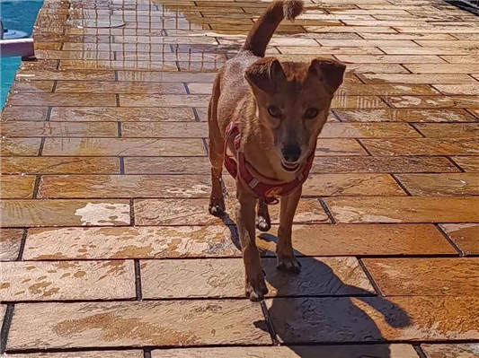 Cachorro cão para adoção Macho Pequeno 2 anos 