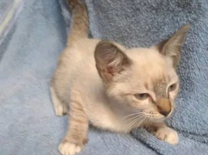 Gato SRD-ViraLata Medio 2-a-6-meses