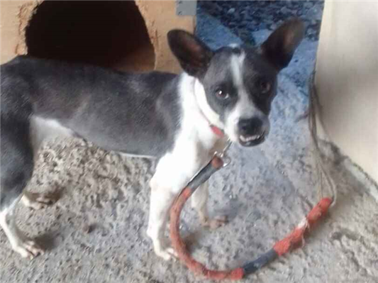 Cachorro cão para adoção Fêmea Médio  3 anos 