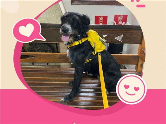 Cachorro cão para adoção Fêmea Médio  6 anos Acima 