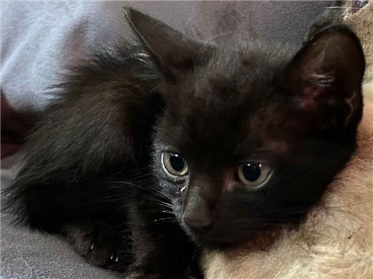 Gato para adoção Macho Pequeno 2 a 6 meses