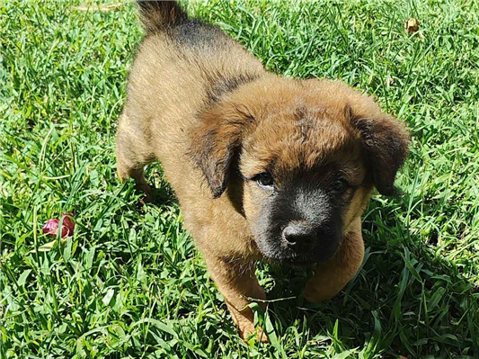 Cachorro cão para adoção Fêmea Médio  2 a 6 meses 