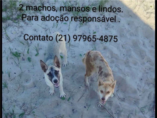 Cachorro cão para adoção Macho Médio  2 a 6 meses 