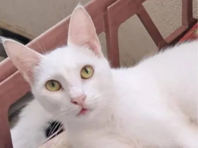 Gato SRD-ViraLata Pequeno 7-a-11-meses