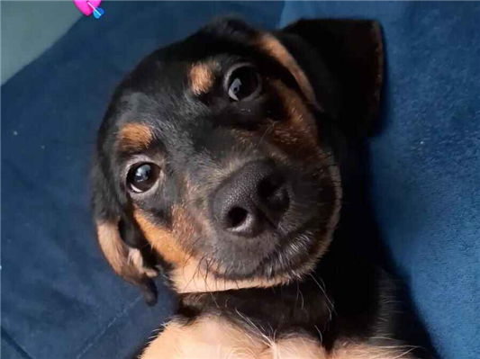 Cachorro cão para adoção Fêmea Médio  2 a 6 meses 