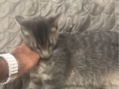 Gato Exótico Pequeno 1-ano