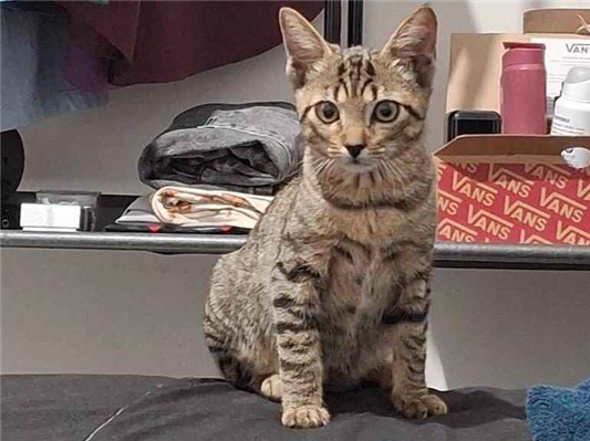 Gato para adoção Macho Médio 2 a 6 meses