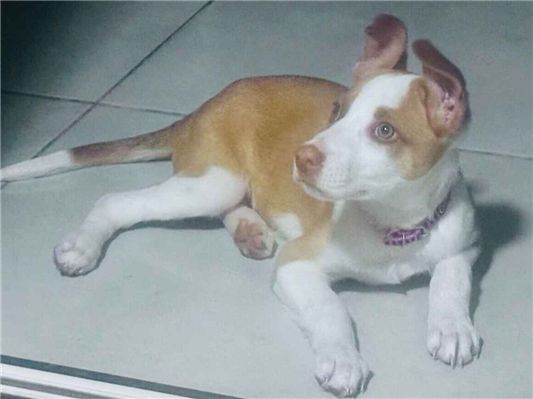 Cachorro cão para adoção Fêmea Médio  7 a 11 meses 