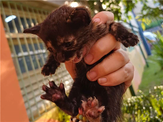 Gato para adoção Fêmea Médio Abaixo de 2 meses