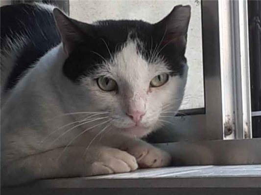 Gato para adoção Macho Médio 3 anos