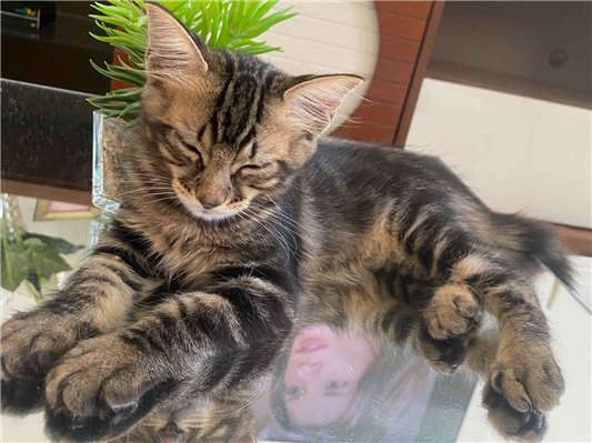 Gato para adoção Macho Pequeno 2 a 6 meses
