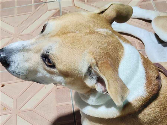 Cachorro cão para adoção Fêmea Médio  7 a 11 meses 