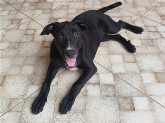 Cachorro cão para adoção Fêmea Grande 2 a 6 meses 