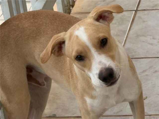 Cachorro cão para adoção Macho Médio  2 a 6 meses 