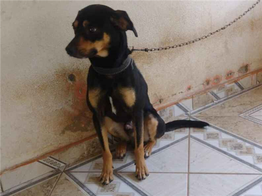 Cachorro cão para adoção Macho Médio  1 ano 