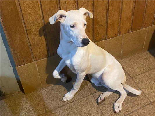 Cachorro cão para adoção Macho Médio  2 a 6 meses 