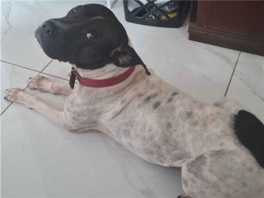 Cachorro cão para adoção Macho Médio  4 anos 