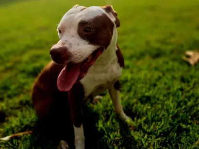 Cao Pit-Bull Medio 4-anos