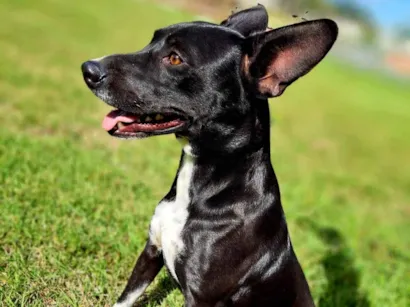 Cao SRD-ViraLata Pequeno 3-anos