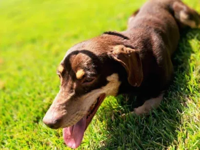 Cao SRD-ViraLata Medio 4-anos