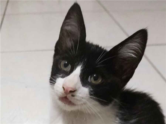 Gato para adoção Macho Pequeno 2 a 6 meses