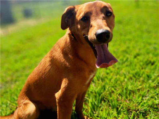 Cachorro cão para adoção Macho Médio  2 anos 