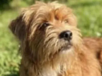 Cao Shitzu Pequeno 7-a-11-meses