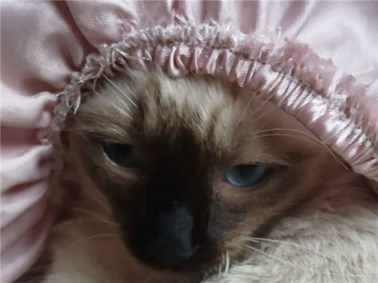 Gato para adoção Fêmea Pequeno 7 a 11 meses