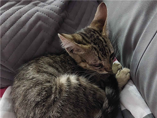 Gato para adoção Macho Médio 2 a 6 meses