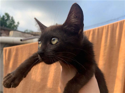 Gato para adoção Ambos Pequeno 2 a 6 meses