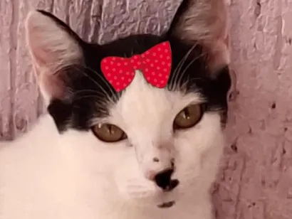 Gato SRD-ViraLata Pequeno 7-a-11-meses