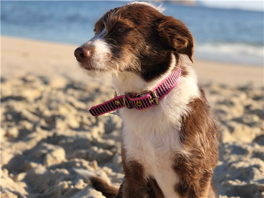 Cachorro cão para adoção Fêmea Pequeno 4 anos 