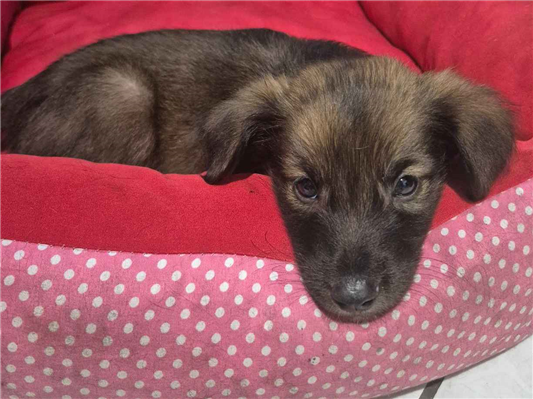 Cachorro cão para adoção Macho Pequeno 2 a 6 meses 